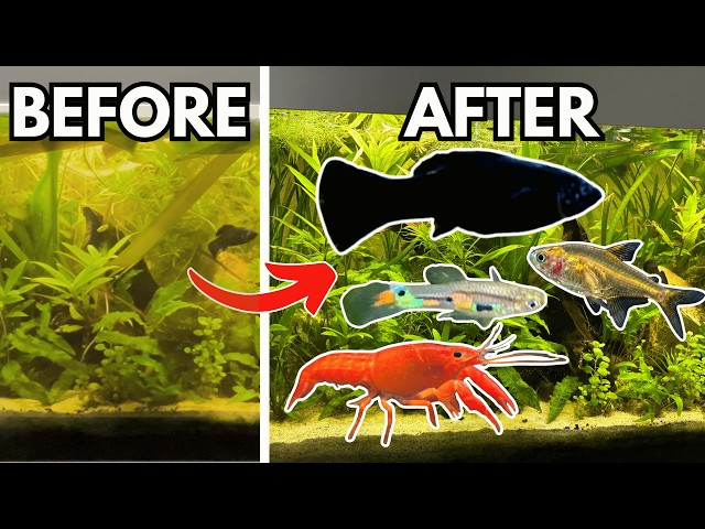 My Planted Tank Got Out of Control — Here’s How I Fixed It