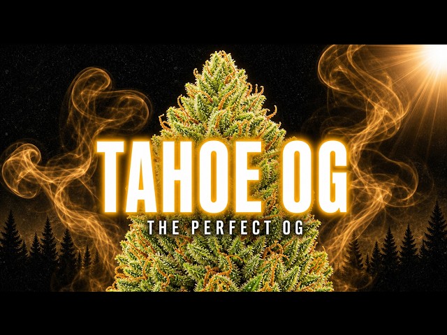 Tahoe OG: The Cut That Perfected OG Kush