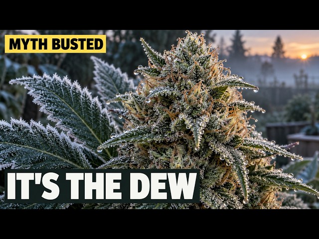 Stop Panic-Chopping at the First Frost (The Cold Isn't What Rots Your Buds)