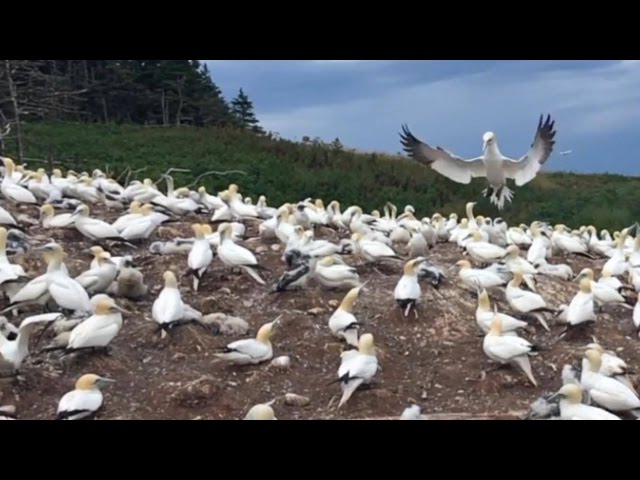 200,000 BIRDS! (Northern gannets)