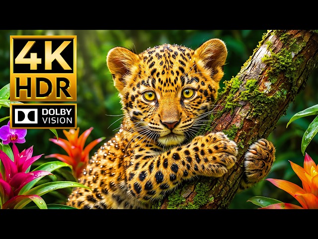 Wildlife Like Never Before | Amazing Animals in 4K HDR Dolby Vision 120FPS