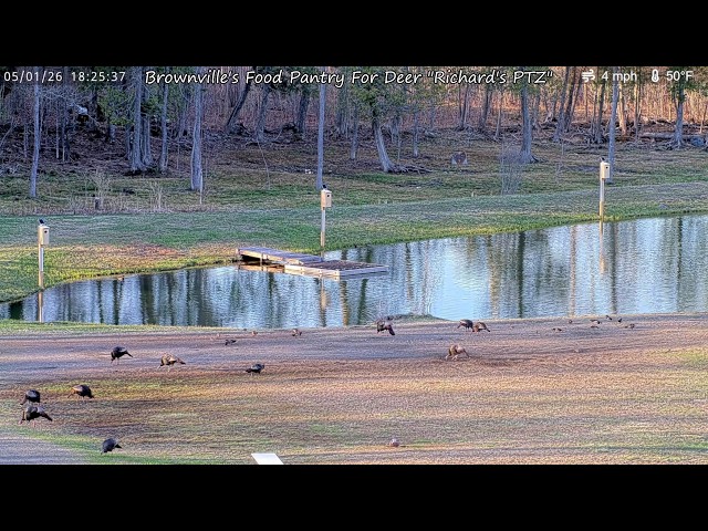 Brownville's Food Pantry For Deer "Richard's PTZ"