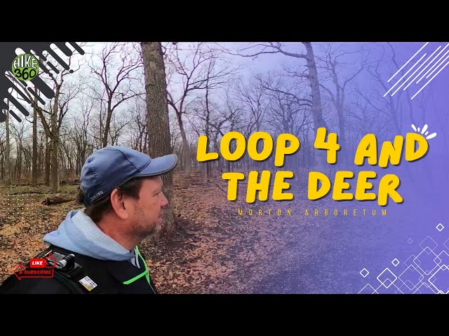 Morton Arboretum - Loop 4 and the Deer (Hike 360° VR Video)