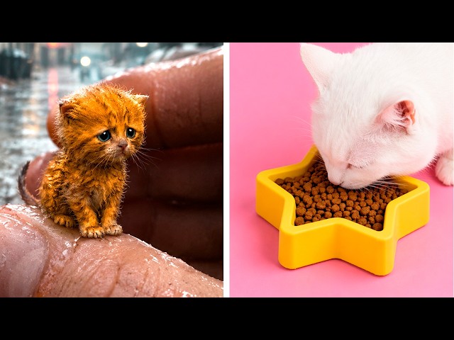 Cats React to Trends Taking Over TikTok By Meow-some! Live