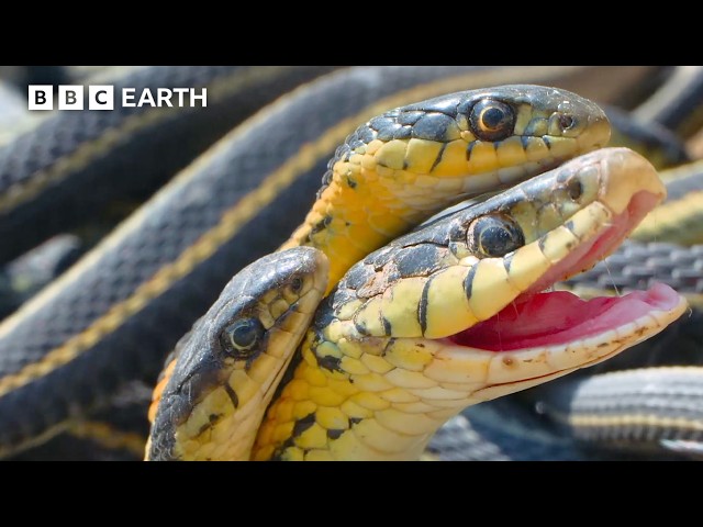 2 Hours With Our Planet's Spectacular Wildlife | BBC Earth