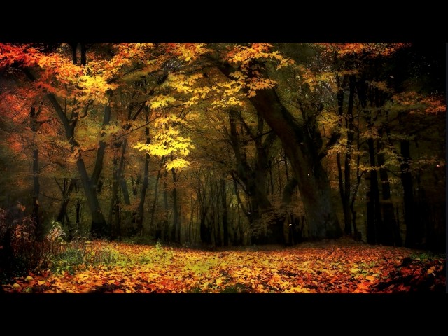 Pretty Autumn Fall Leaves Ambience Screensaver TV Frame Art Relaxing Music #jazz #relaxingmusic