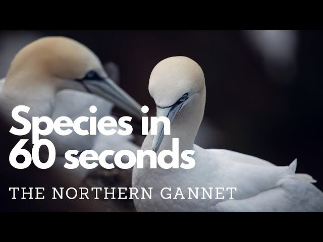 The Northern Gannet