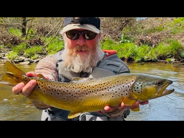 TROUT FISHING Small Streams For BIG TROUT #mepps #fishing #troutfishing 