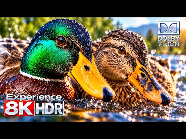 Planet OLED Demo HDR 8K Ultra HD Dolby Vision™