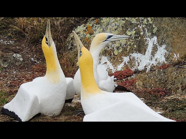 Nigel the lonely gannet surrounded by concrete birds on Mana Island