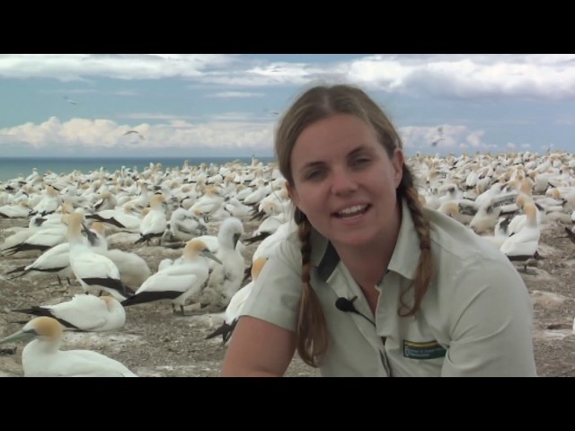 Meet the Locals: Gannets galore