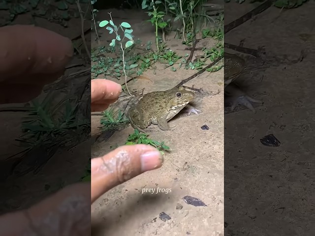 #animals #funny #frog #shortsviral #comedy #nature #baby #satisfyingtingles #stitch