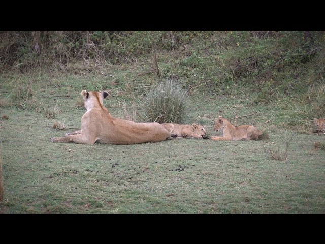 Three lion cubs play with each other (in Part 2) 4K HDR