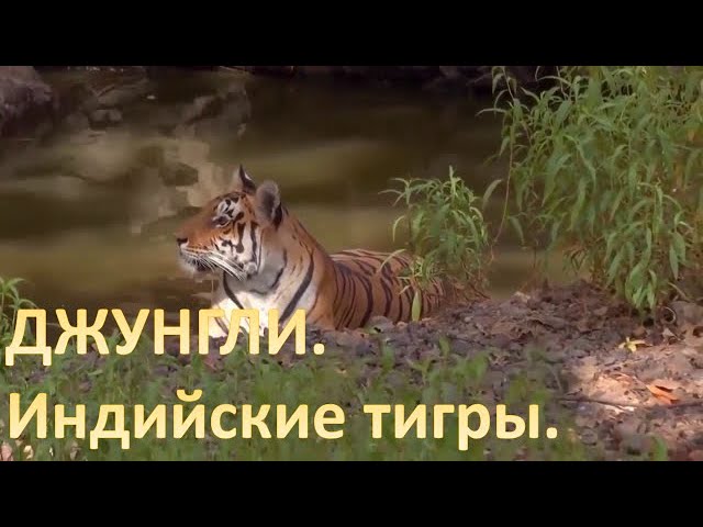 ДЖУНГЛИ.  ИНДИЙСКИЕ ТИГРЫ  ЗА 10 МИНУТ | HD |  BBC KSN Animal planet