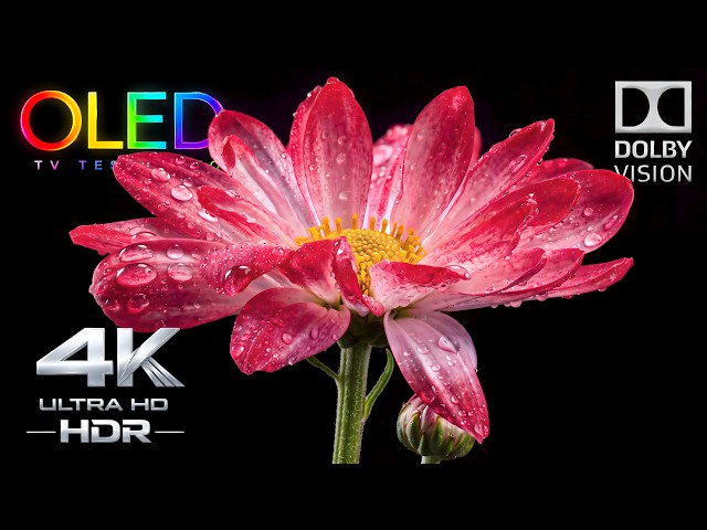 Look Closer. This OLED Demo Is Full of Detail | HDR 4K 60FPS Display Test (4K Video TV)
