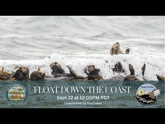 Float Down the Coast With Sea Otters 2026