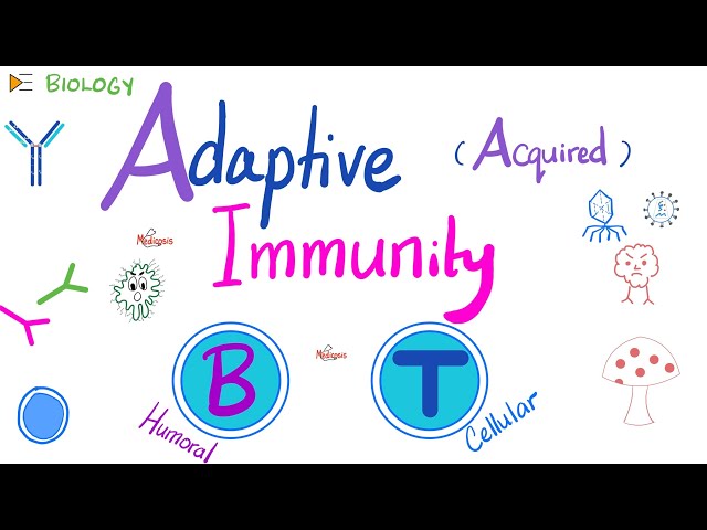 Adaptive (Acquired) Immunity - Immunology - Biology 🧬 of Immune System