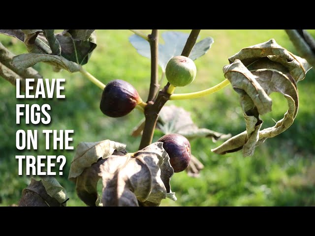 Leave Figs on the Tree? Do's & Dont's