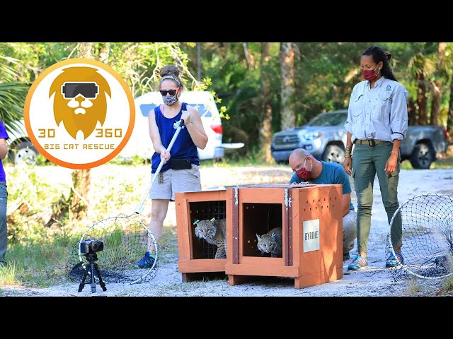 Bobcat duo goes back to the wild 3D 180VR