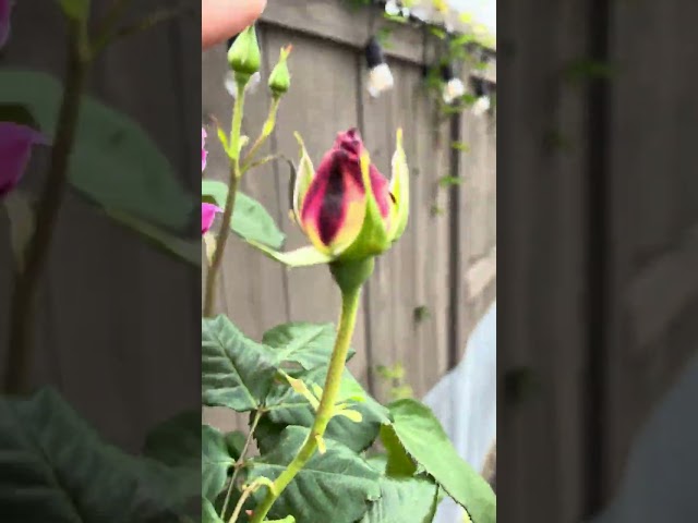 Flowers #garden #gardeningvideos #gardener