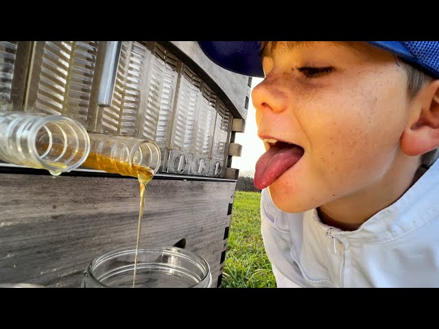 Honey straight from the hive. The Flow Hive works!
