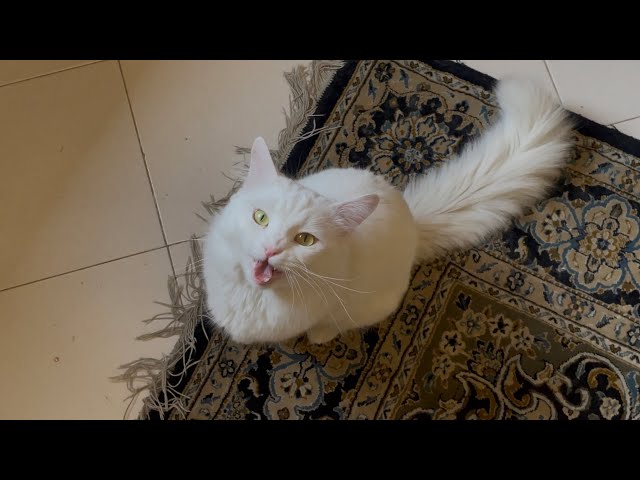 Fluffy White Cat Meowing For Attention