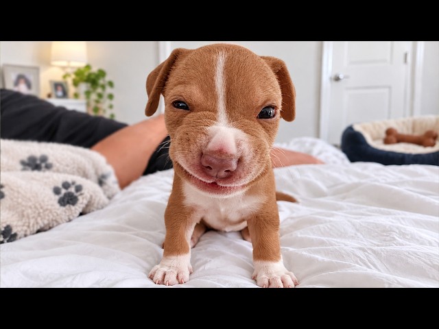 You've NEVER Seen Angry Puppies THIS Dramatic! 🤣 Most Hilarious Puppy Videos