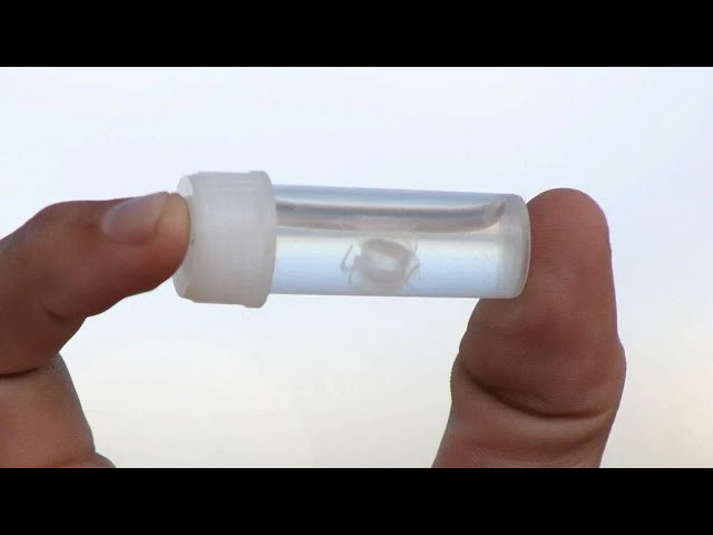 The Jellyfish That KILLS YOU WITH FEAR 😱 (Australia's Deadly Secret!)