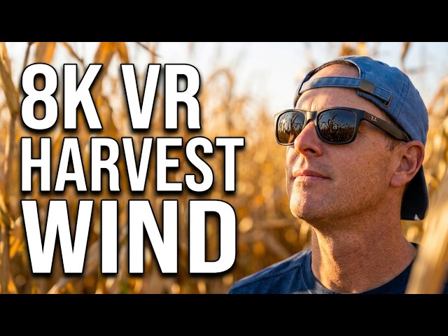 Can You Hear the Harvest Wind? 8K VR Cornfield Calm