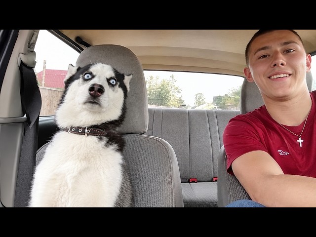 You've NEVER Seen Hilarious Huskies THIS Dramatic 🤣 Funny Dog Videos of 2026