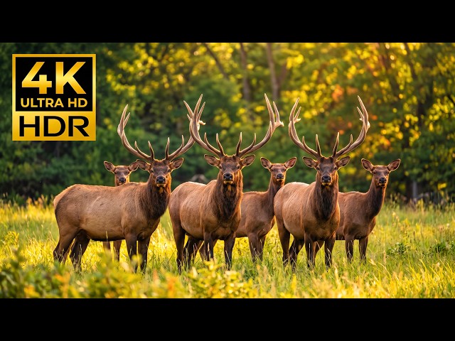 Beautiful Animals 4K 🌍 Peaceful Wildlife Film with Relaxing Music & Scenic Nature
