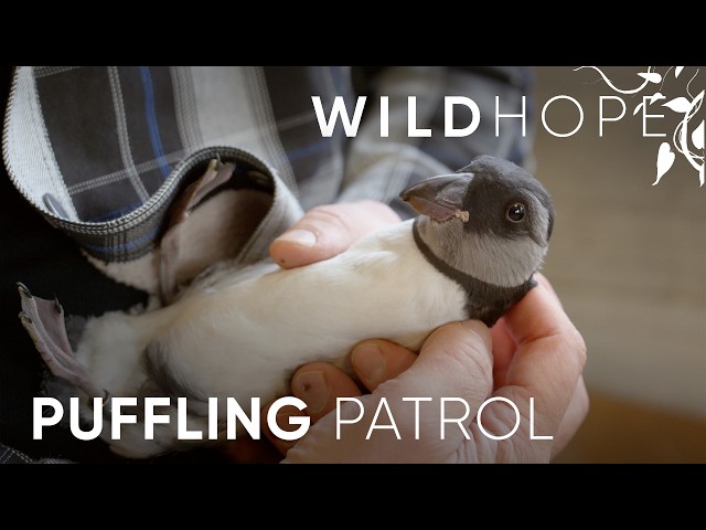 An Iceland Community Rallies to Save Lost Baby Puffins | WILD HOPE