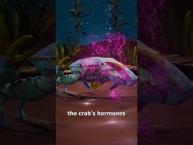 Parasite Forces A Crab To Raise Its Babies 😨
