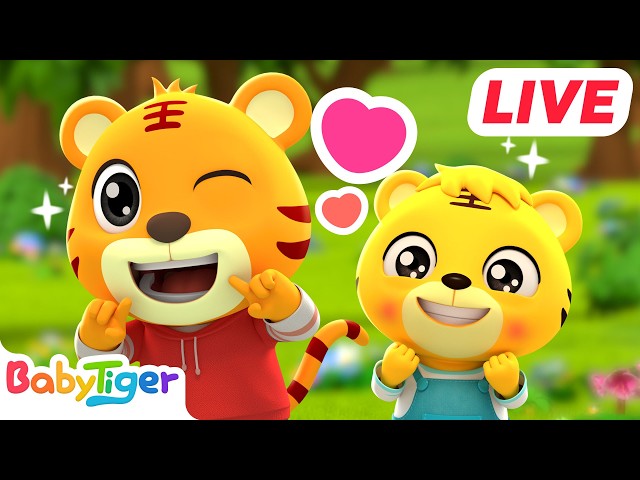 🔴LIVE 🐯老虎兄弟闖森林！經典童謠冒險之旅🐯 贝乐虎儿歌童谣直播🎶 | 熱門動畫合集 | 幼兒音樂 | Kids Song | 貝樂虎 BarryTiger