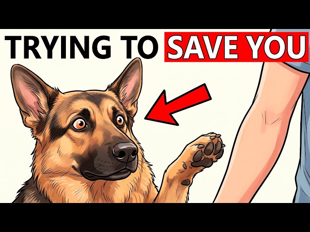 If Your Dog Does This, They Are Trying to Save You
