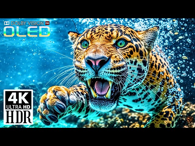Pixel Perfect Dolby Vision HDR 16K 120fps (4K & 8K Video Ultra HD) 4K SCENIC UHD 4k