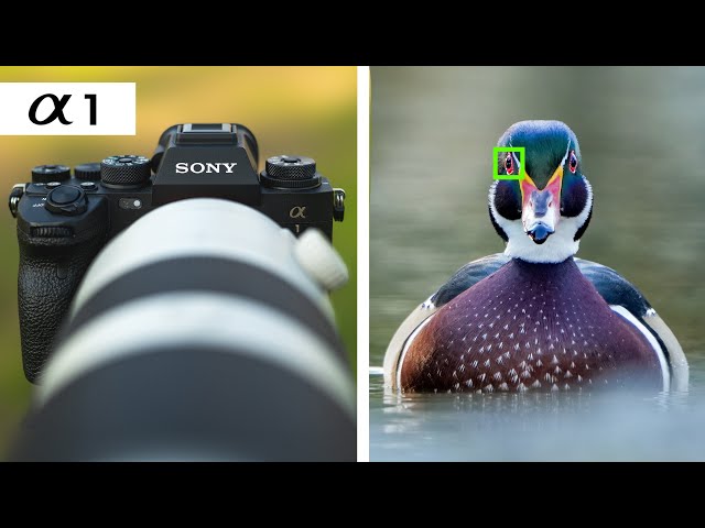 Sony A1 в съемке дикой природы: потрясающе, но переоценено
