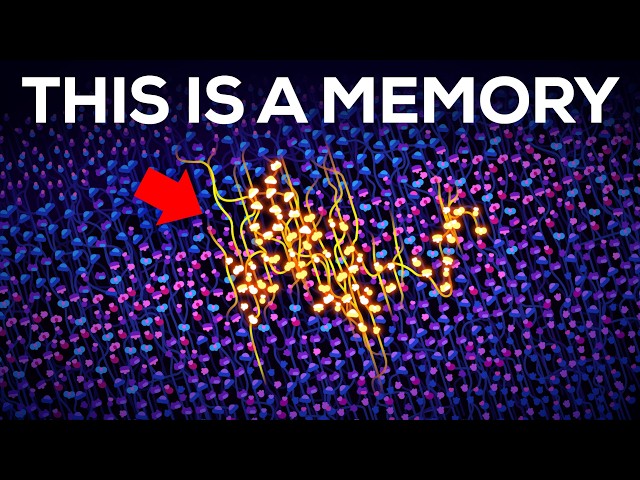 How Are Memories Stored Inside Your Brain?