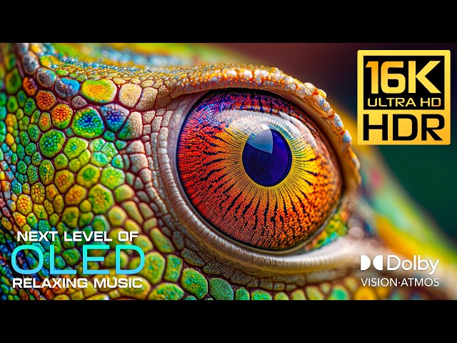 Epic OLED TEST Nature Video | Stunning 16K HDR 120FPS Dolby Vision | 4K Video/8K Ultra HD TV
