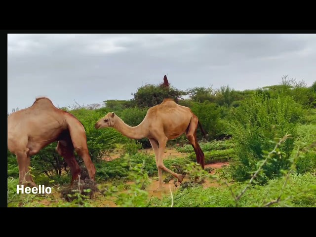 Awr baar qaba iyo deegaan barwaaqo ah