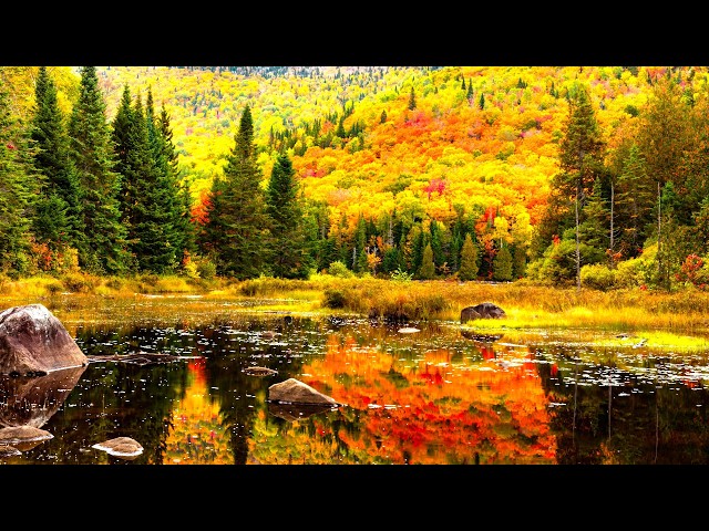 "An Autumn Heart" Beautiful Relaxing Music, Peaceful Soothing Instrumental Music by Tim Janis