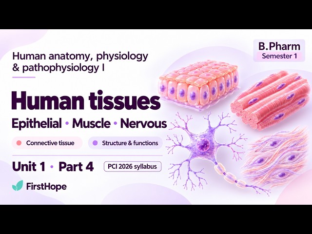 Human tissues: epithelial, muscle, nervous & connective | HAP I | B.Pharm 1st sem 2026 | U1 P4
