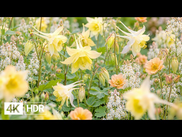 🌷 Flowers & Lush Garden Colors 4K | Soft Piano & Natural Relaxation