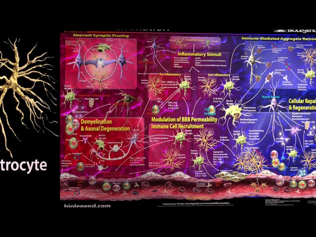 Neuroinflammation 360