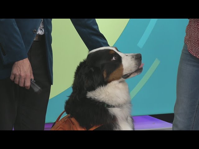 Misti Fry With Side Kick Dog Training Teaches Us Some Cool Tips For The Fall
