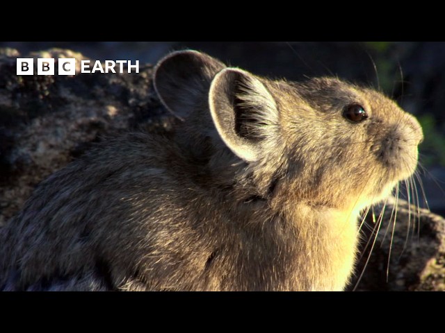 1 Hour of Yellowstone Wildlife Moments | BBC Earth