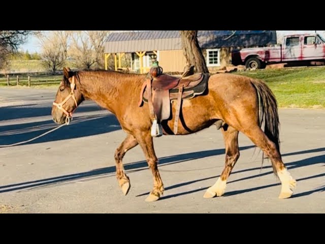 Dasher day 27-28. Saddle-up! 