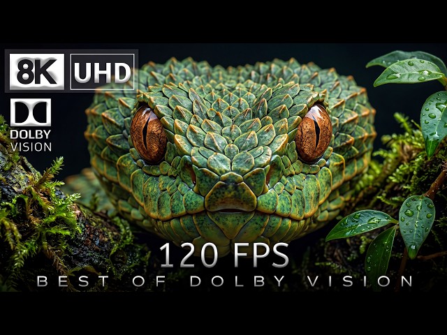 8K Video Ultra HD 120 | Best of Dolby Vision 8K 120fps