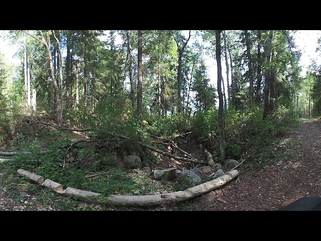Trees Sculptured by Beavers in Evo, Finland | 360° View