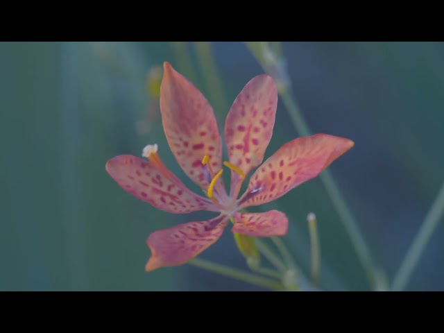 Blackberry Lilly. Long Play 12k reduced to 2160p 4k